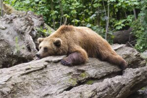 Bear lying tired on a log
